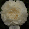 Gardenia