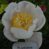 Plainsman