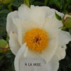 A la Mode - Image 3