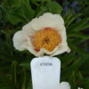 Athena - Image 4