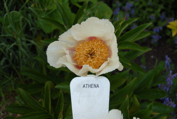 Athena - Image 4