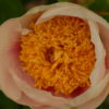 Athena - Image 3