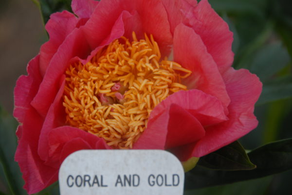 Coral 'n Gold - Image 4