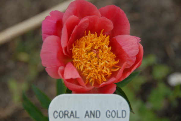 Coral 'n Gold - Image 3