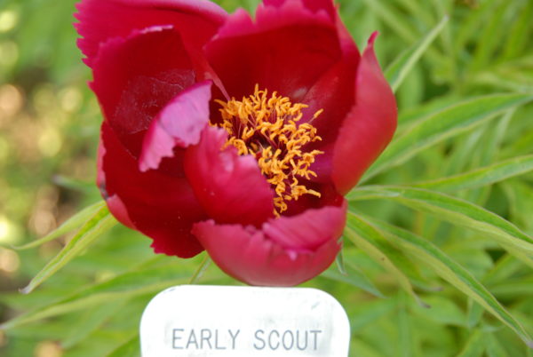 Early Scout - Image 3