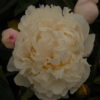 Gardenia - Image 3