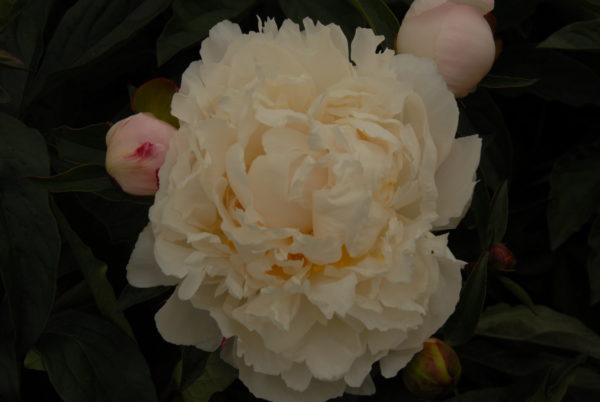 Gardenia - Image 3