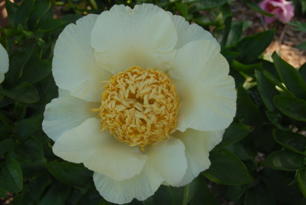 John's Dream (Formerly JS08-01) - Image 3