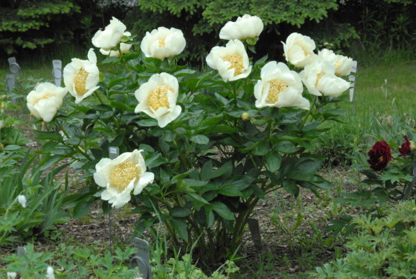 John's Dream (Formerly JS08-01) - Image 2