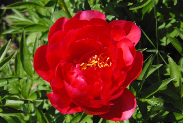 Lois Arleen - Image 2