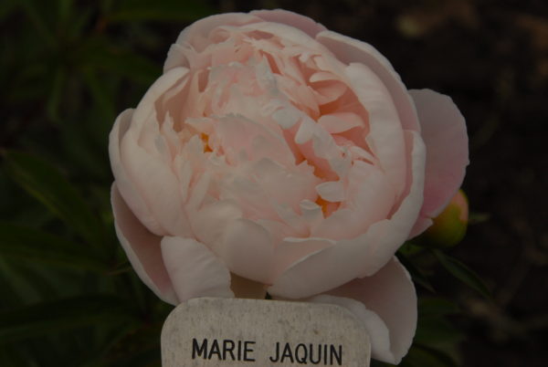 Marie Jacquin