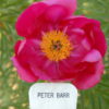 Peter Barr