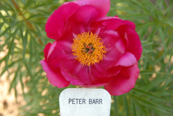 Peter Barr