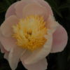 Plainsman - Image 2