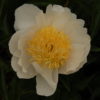 Plainsman - Image 3