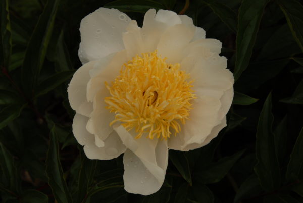 Plainsman - Image 3