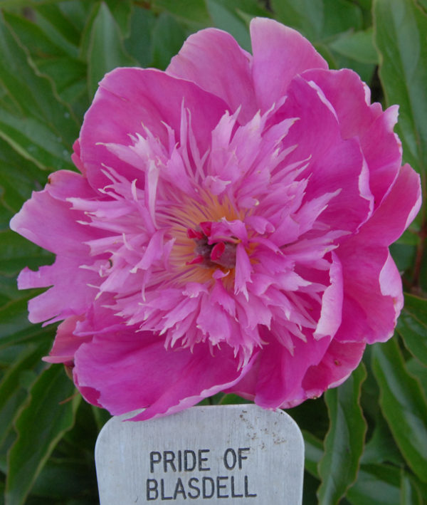 Pride of Blasdell - Image 2