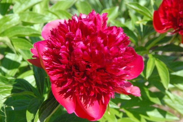 Red Charm - Image 4