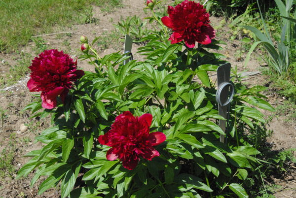 Red Charm - Image 3
