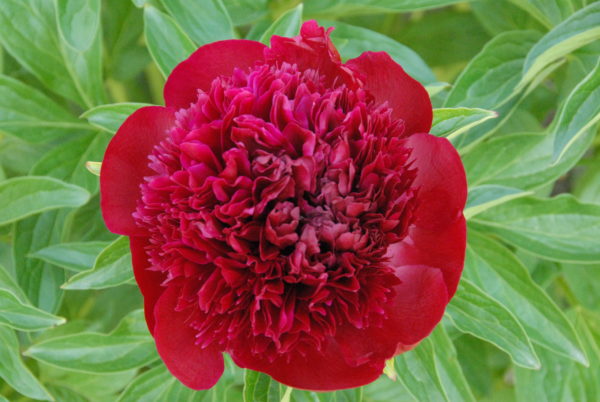 Red Charm - Image 2