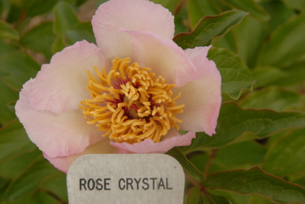 Rose Crystal - Image 2