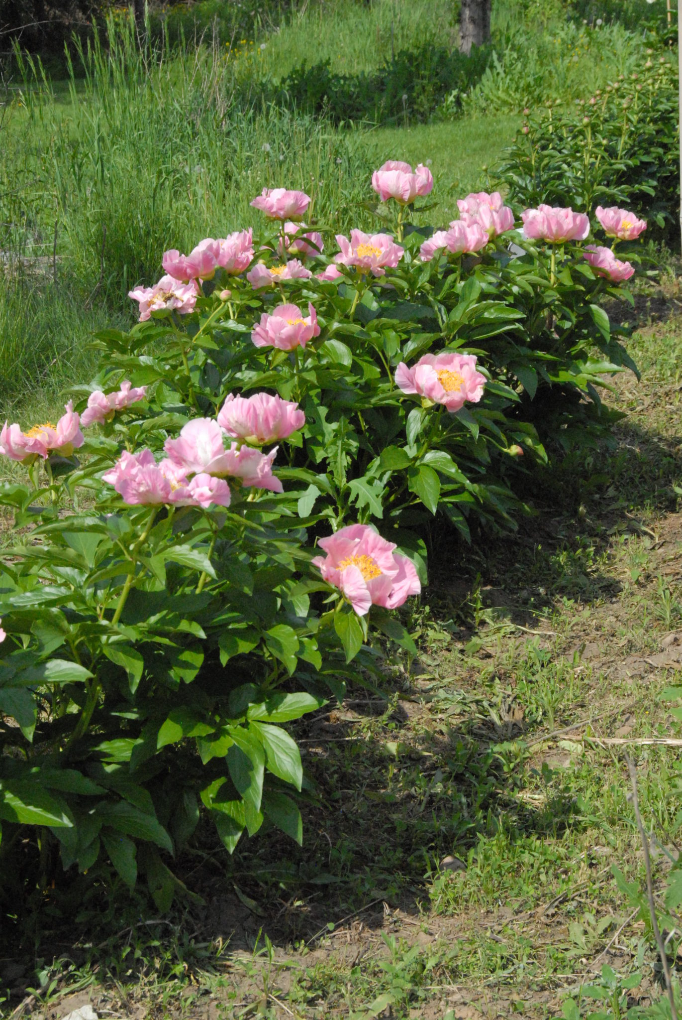 Sugar n’ Spice Blossom Hill Nursery