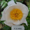 A la Mode - Image 4