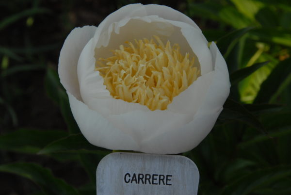 Carrara - Image 2