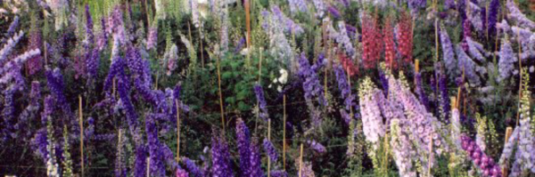 Blossom Hill Nursery – Growing Together Since 1994