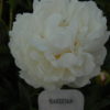 Gardenia - Image 4