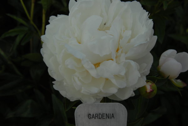 Gardenia - Image 4
