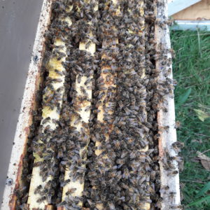 Nucs and Queens