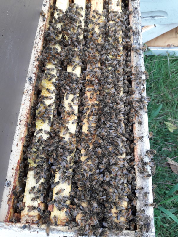 Nucs