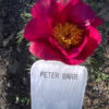 Peter Barr - Image 2