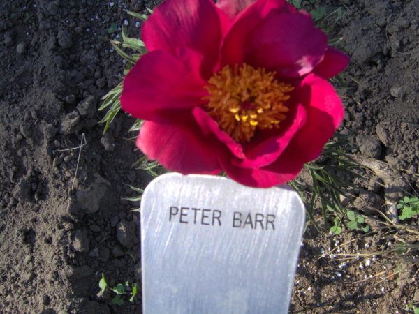 Peter Barr - Image 2