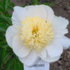 Plainsman - Image 4