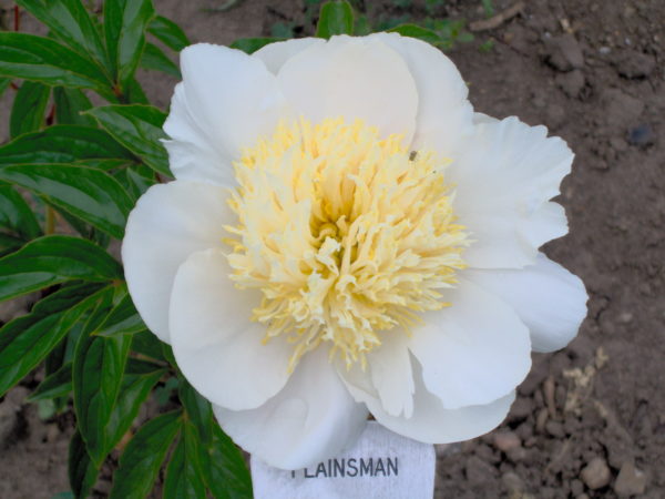 Plainsman - Image 4
