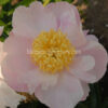 Garden Lace - Image 2