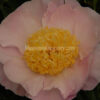 Garden Lace - Image 3