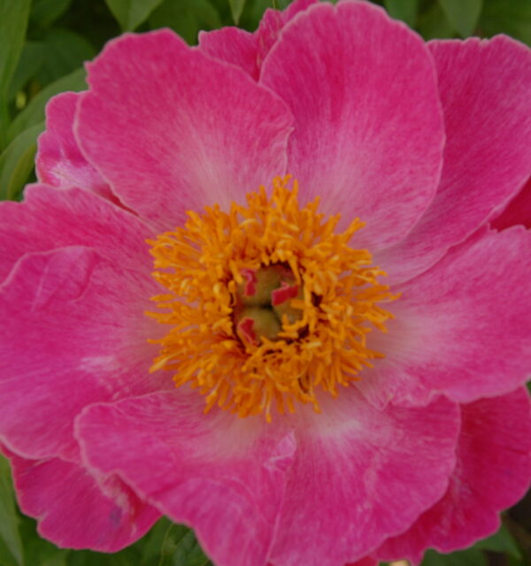 Pink Patterns - Image 2