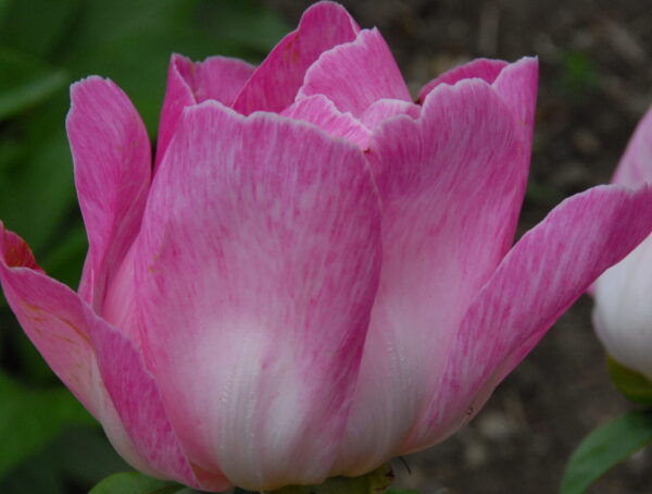 Pink Patterns