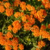 Asclepsia tuberosa - Seed