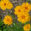 Coreopsis lanceolata - Native - Seed