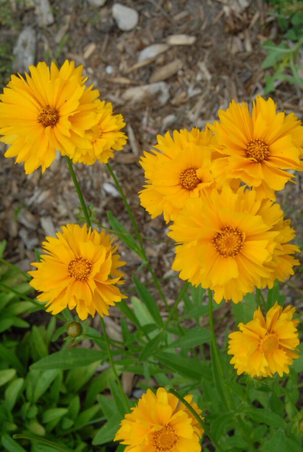 Lance Coreopsis - Native - Seed