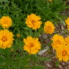 Coreopsis lanceolata - Native - Seed - Image 3