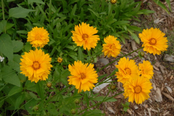 Lance Coreopsis - Native - Seed - Image 3