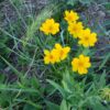 Coreopsis lanceolata - Native - Seed - Image 2