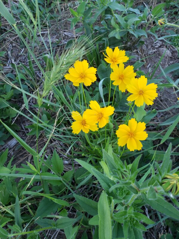 Lance Coreopsis - Native - Seed - Image 2