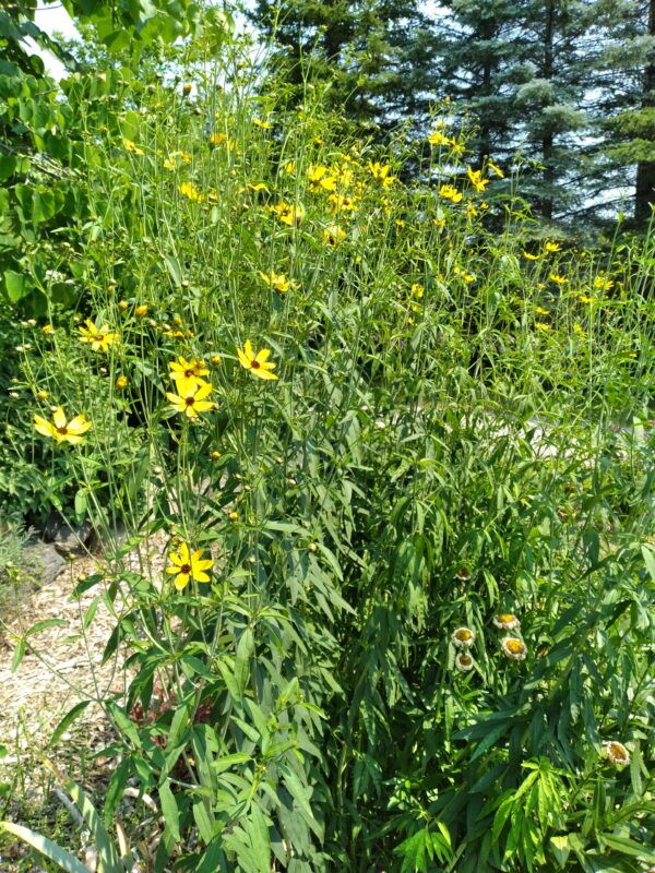 Coreopsis tripteris - Native - Seed - Image 2