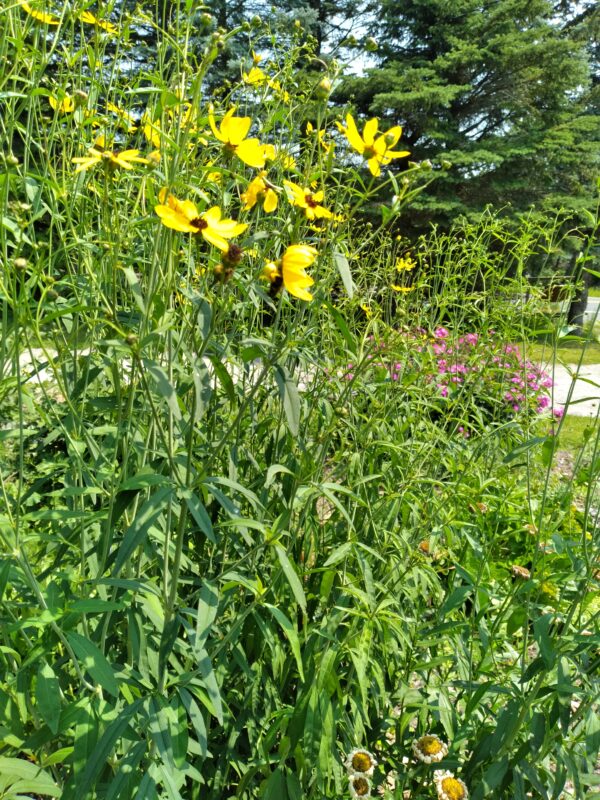 Coreopsis tripteris - Native - Seed
